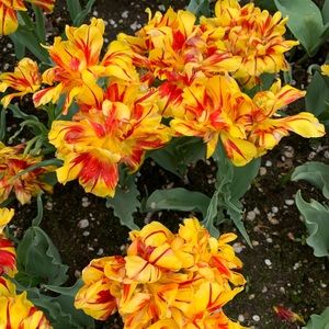 Meet your Posher, Lihua